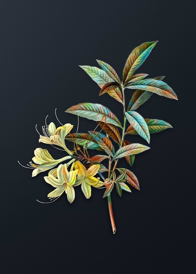 Yellow Azalea Flower