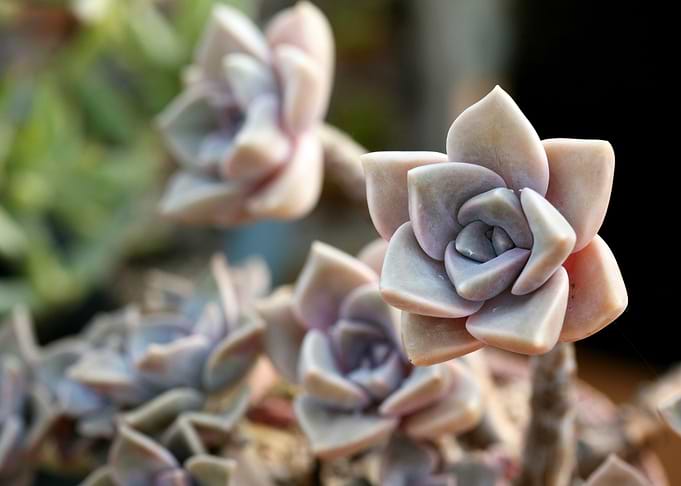Close up cacti