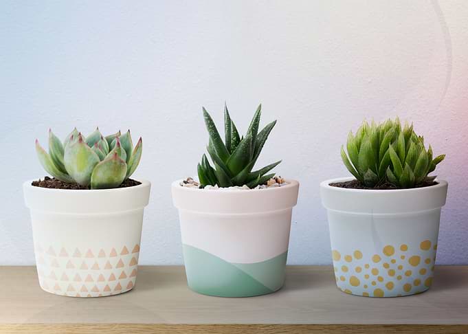 succulent plants