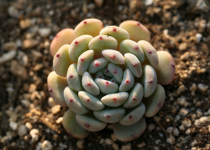 Cacti flowers