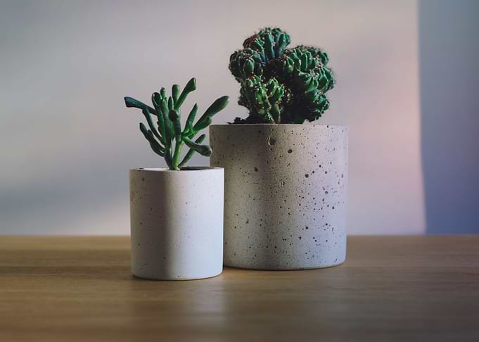 Cereus cactus