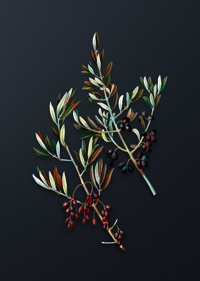 Vintage Wild Olive Flower
