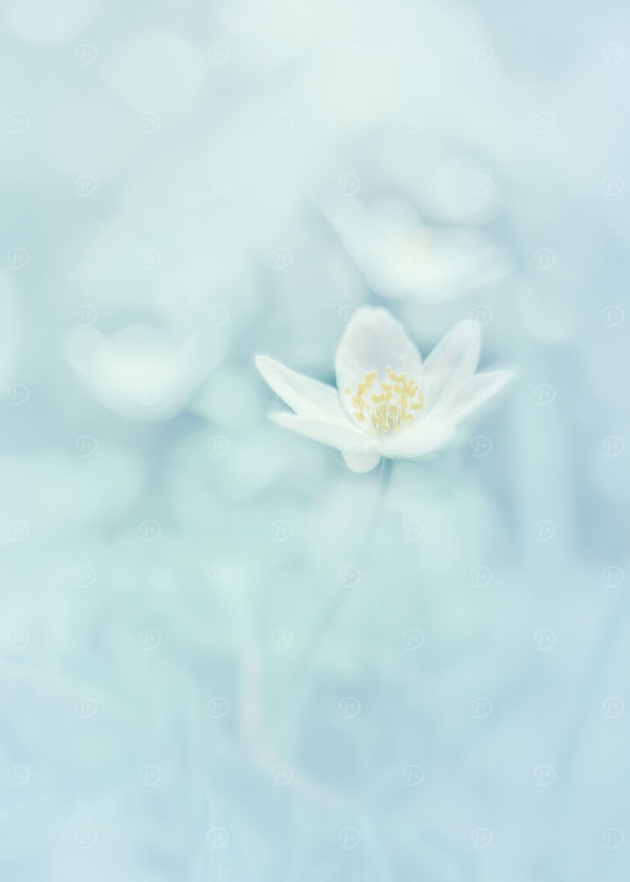 Pastel anemone, macro