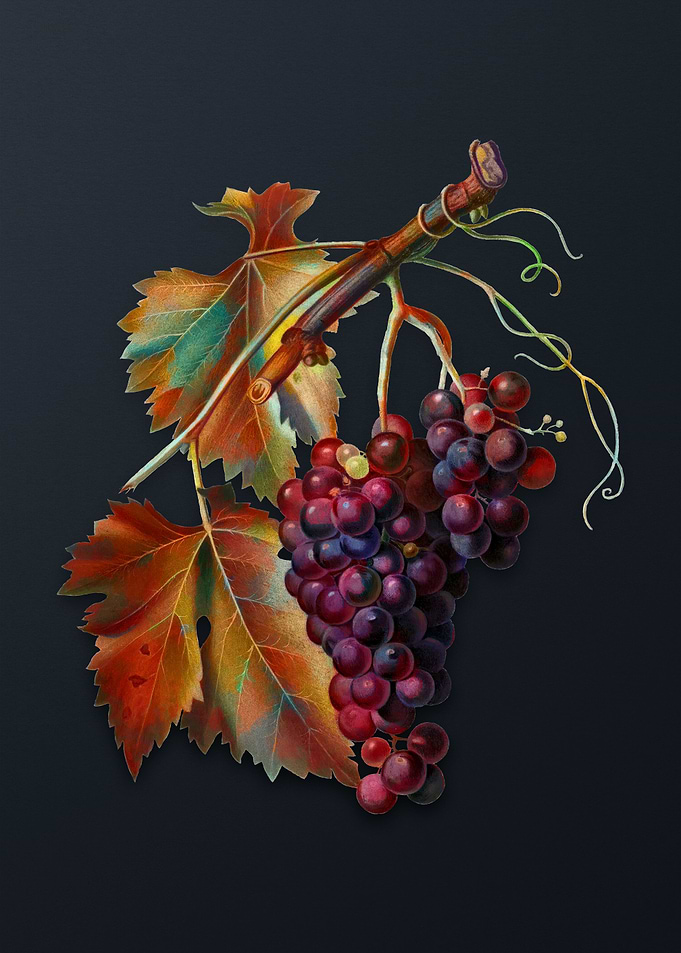 Vintage Black Grape