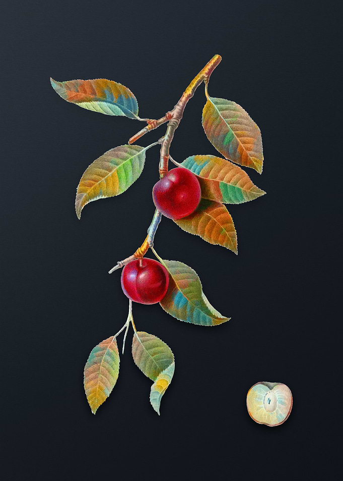Vintage Cherry Plum