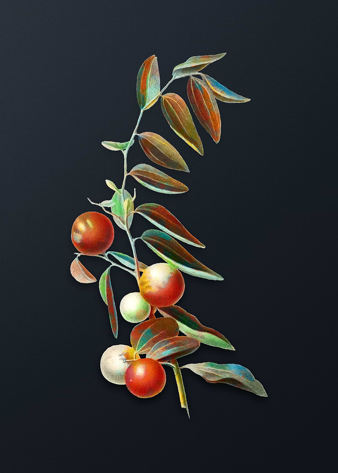 Vintage Chinese Jujube