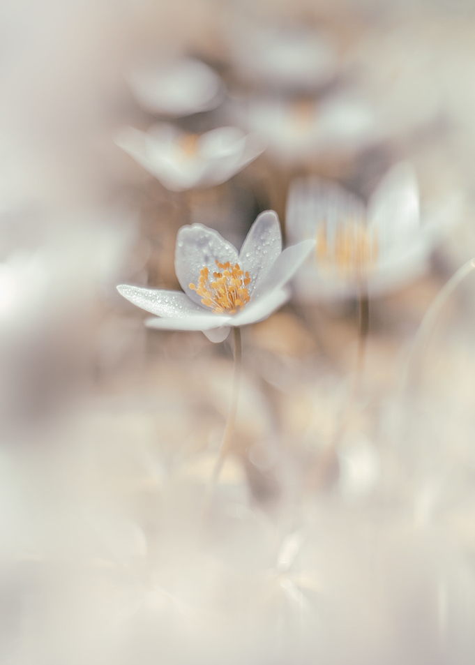 White anemones, macro