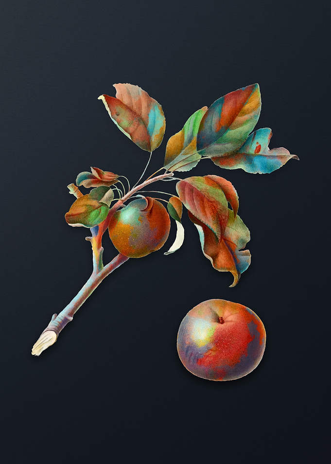 Vintage Apple on Dark Gray