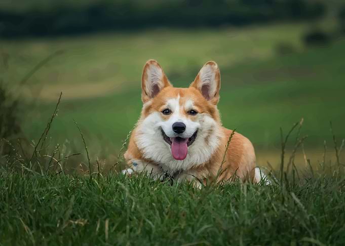 Corgi poster