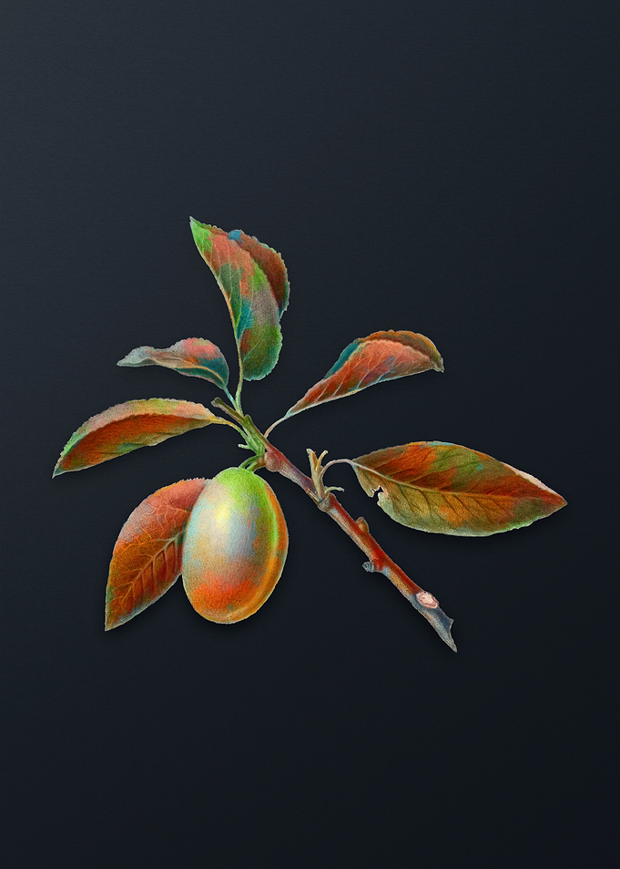 Vintage Armenian Plum