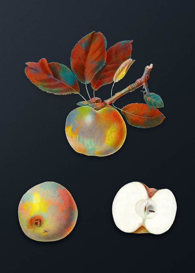 Vintage Apple on Dark Gray