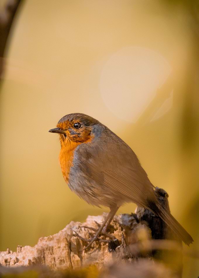 Robin