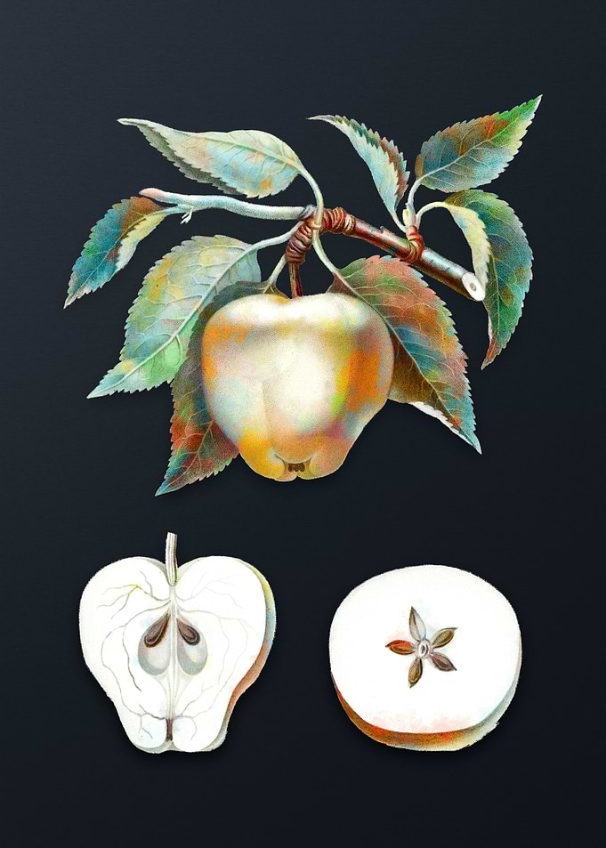 Vintage Carla Apple