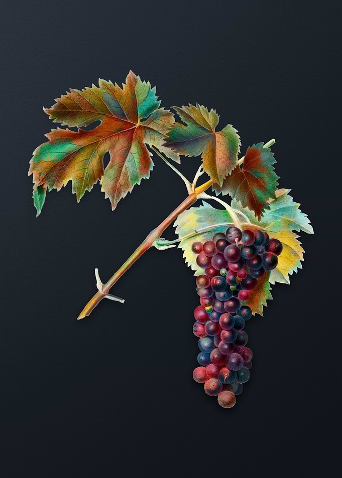 Black Aleatico Grape