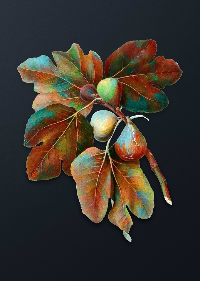 Vintage Common Fig on Gray