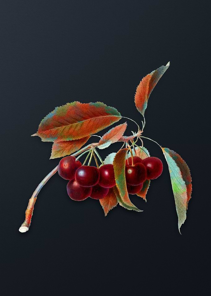 Vintage Cherry on Gray