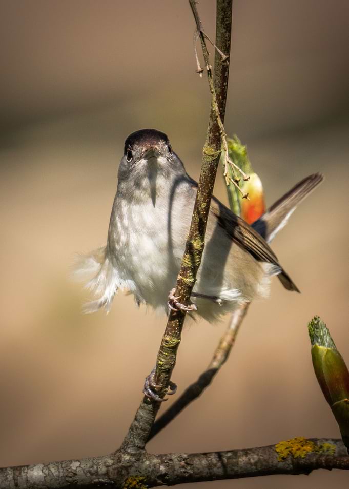Eurasian Blackcap face