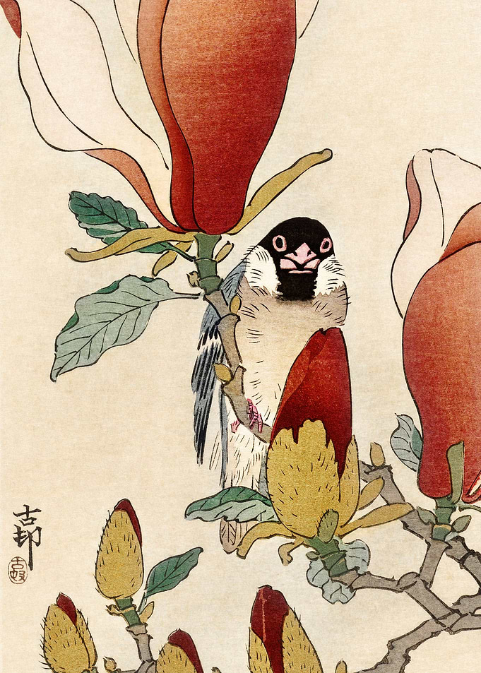 Sparrow on magnolia