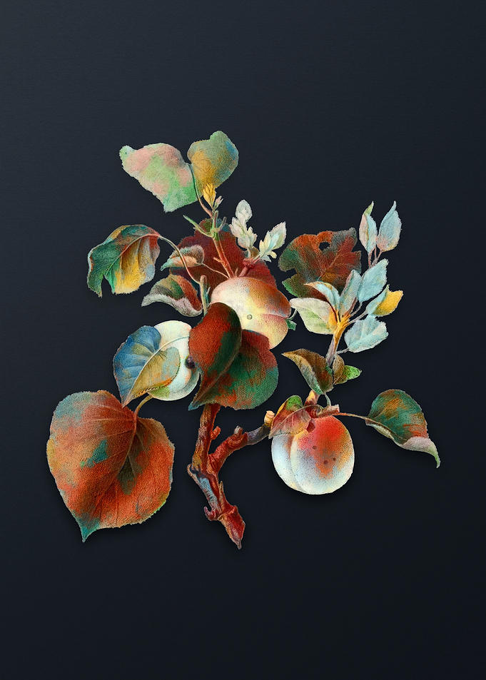 Vintage Apricot on Gray