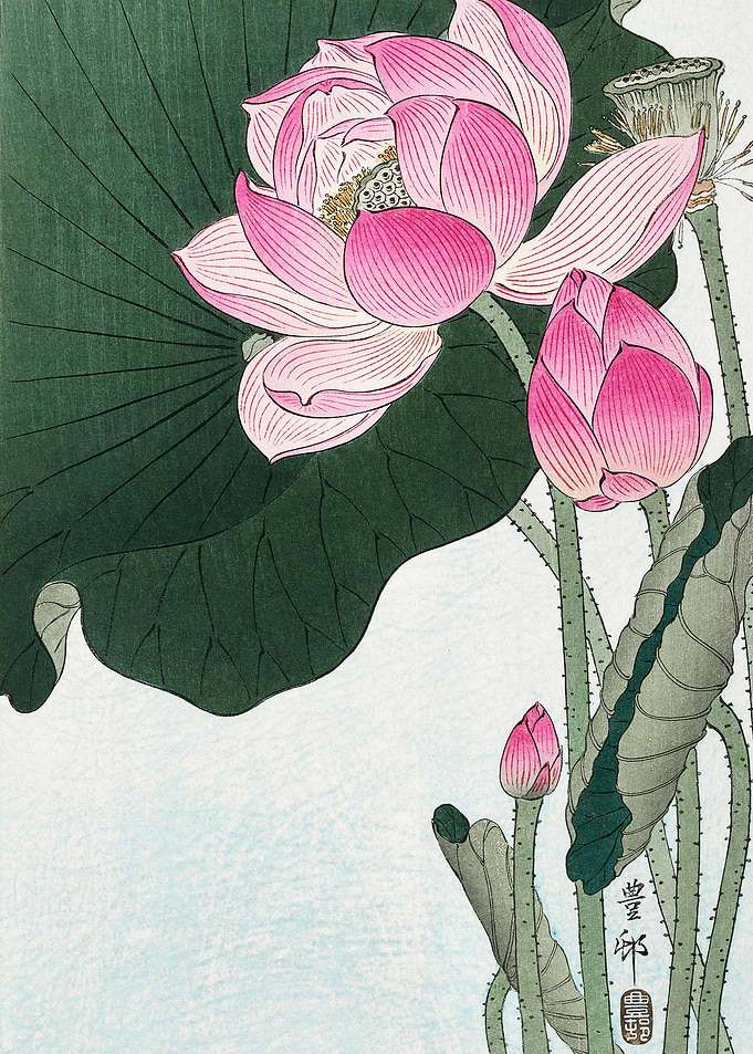 Blooming lotus flowers