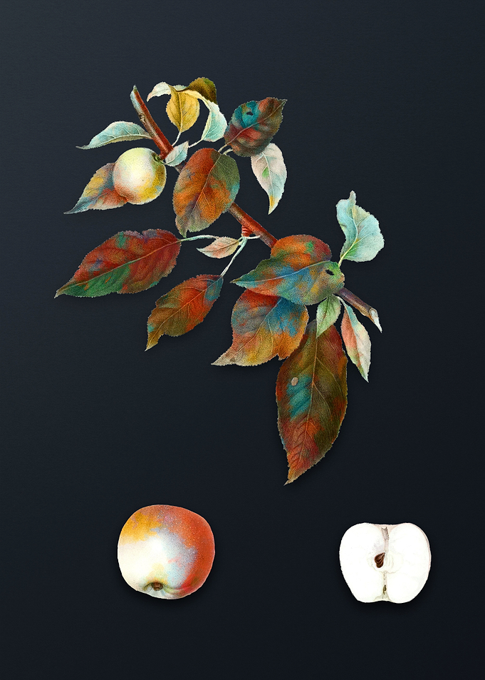 Vintage Apple on Dark Gray