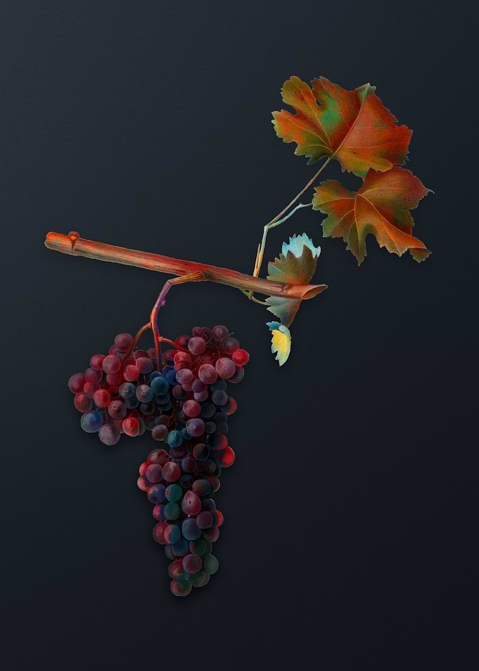 Vintage Dolcetto Grapes