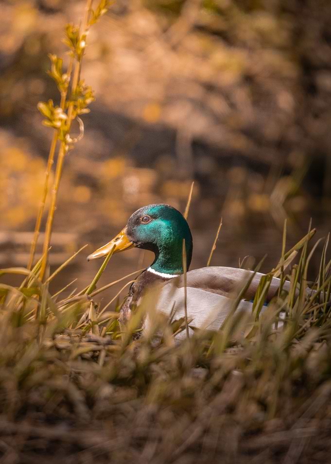 The duck