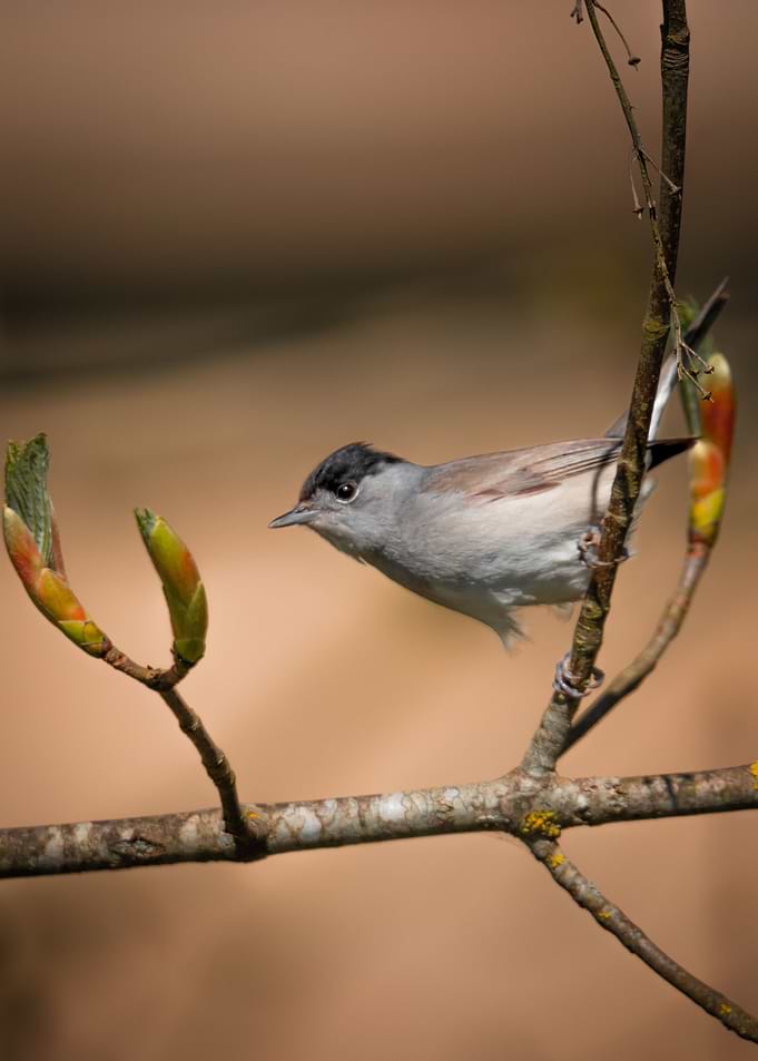 Eurasian Blackcap