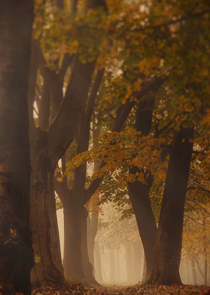 mystical forest