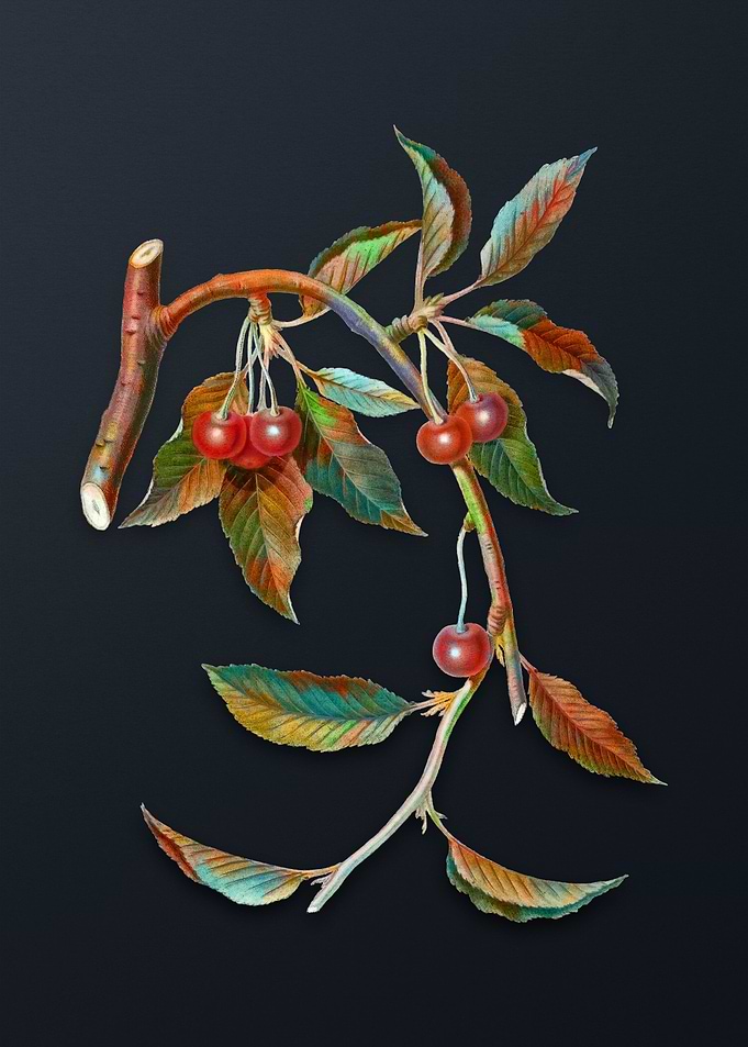Vintage Cherry on Gray
