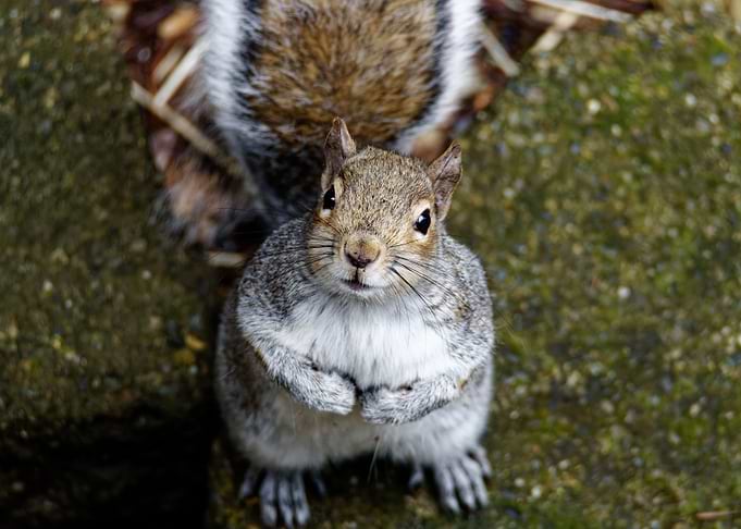 Begging Grey Squirrel