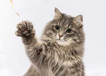 Cat Cute Posters