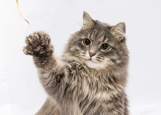 Cat Cute Posters