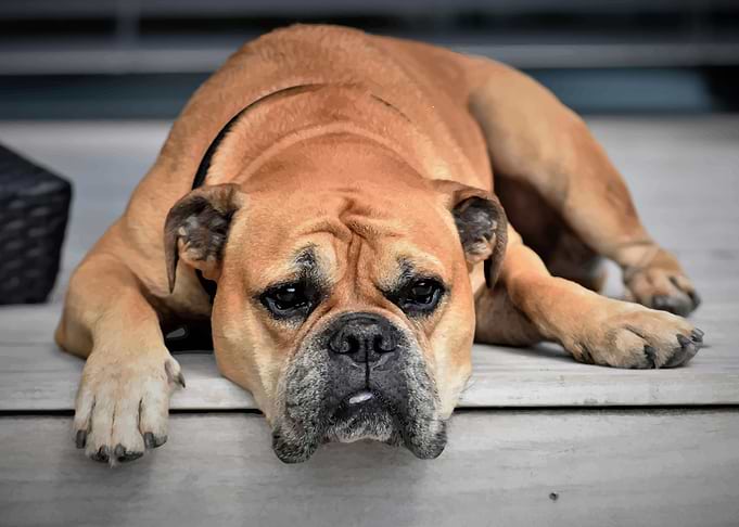 dog cute