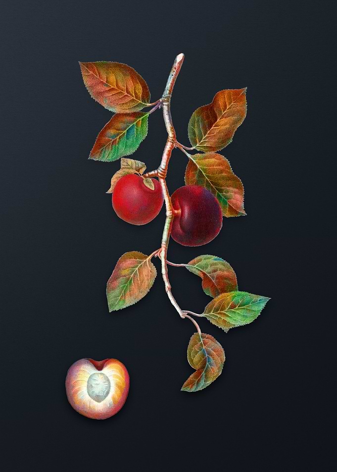 Vintage Apricot on Gray