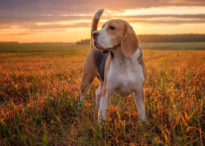 Beagle cute