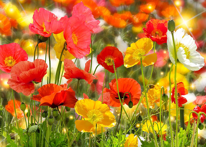 Klatschmohn Poppy