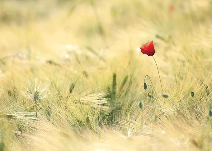 Klatschmohn Poppy