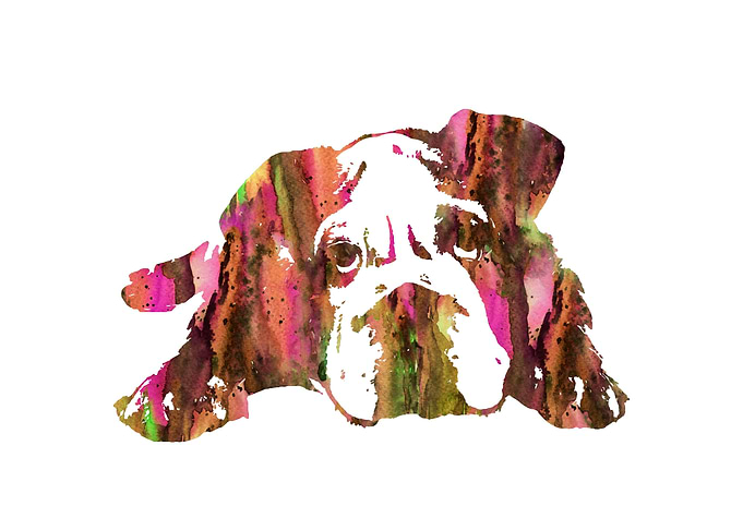 English Bulldog