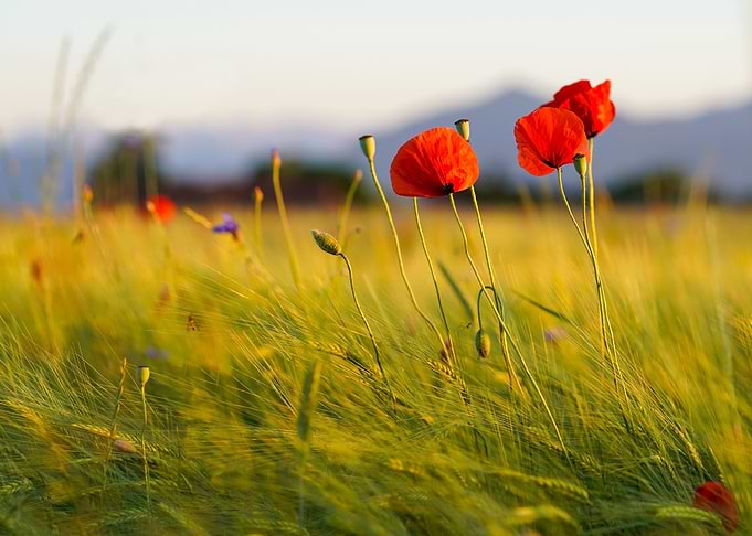 Klatschmohn Poppy