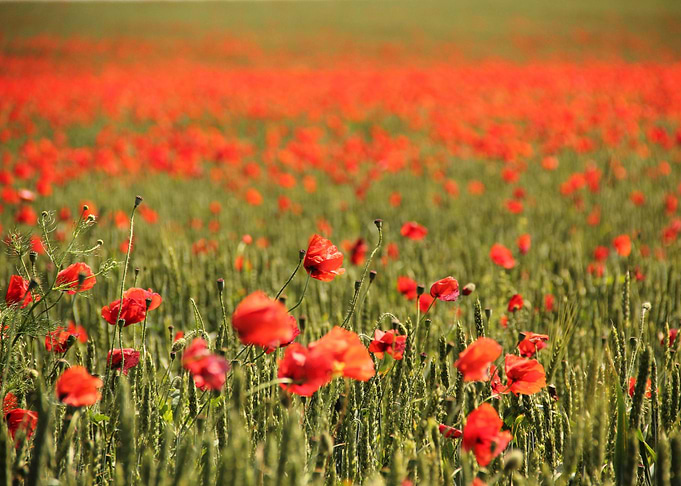 Klatschmohn Poppy