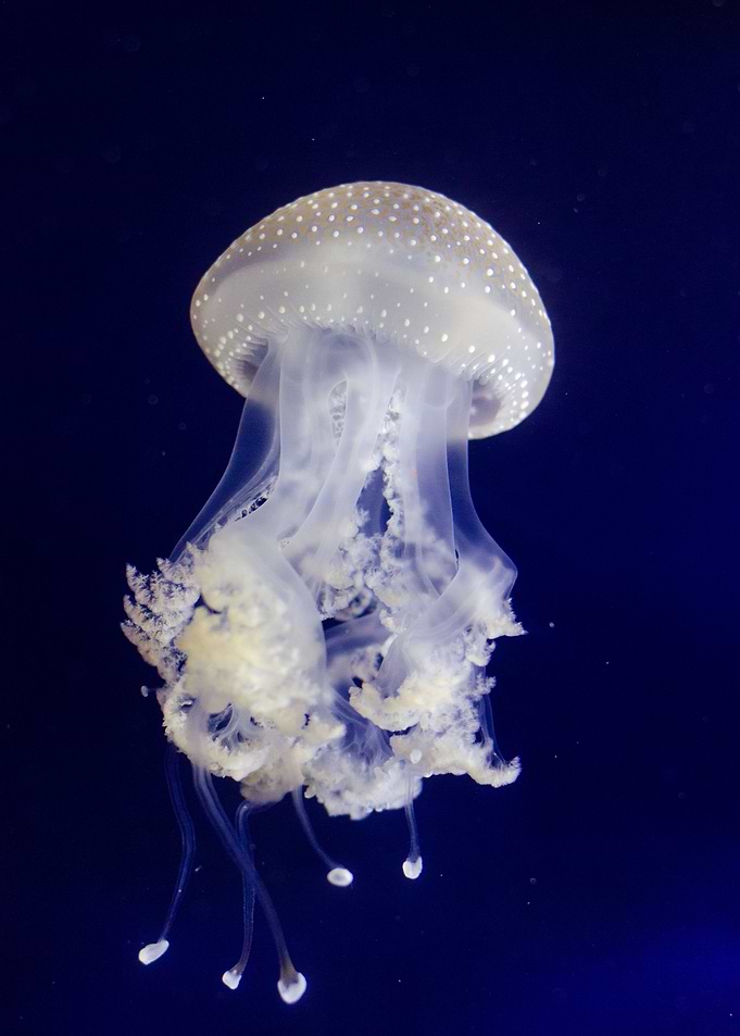 Sea Angels