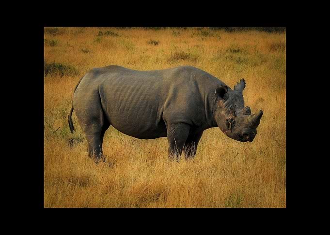 Rhino
