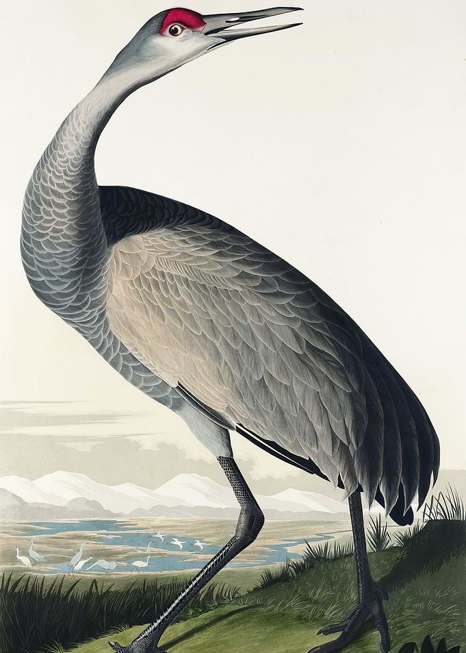 Hooping Crane