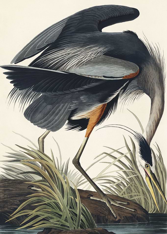 Great blue Heron