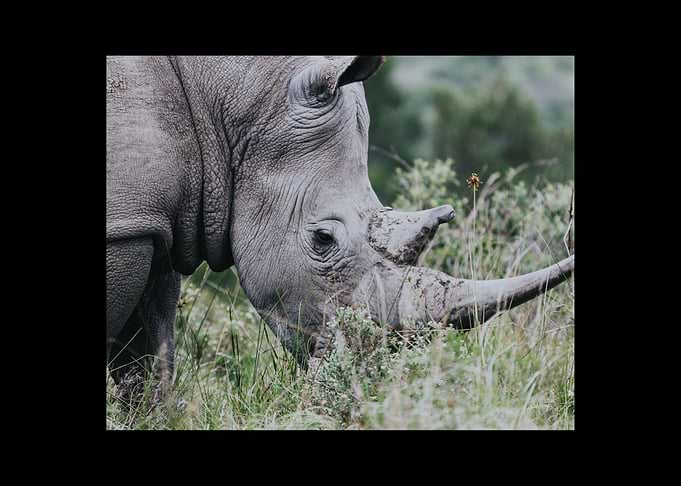 Rhino