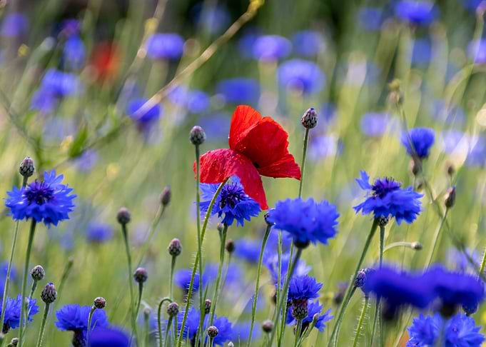 Klatschmohn Poppy