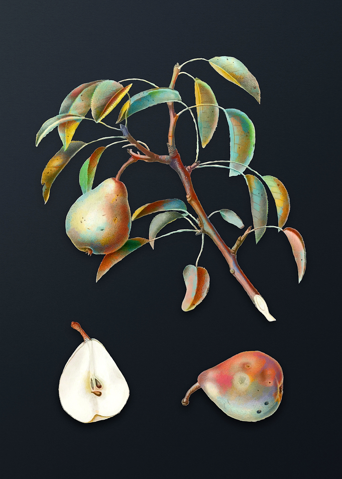 Vintage Pear on Dark Gray