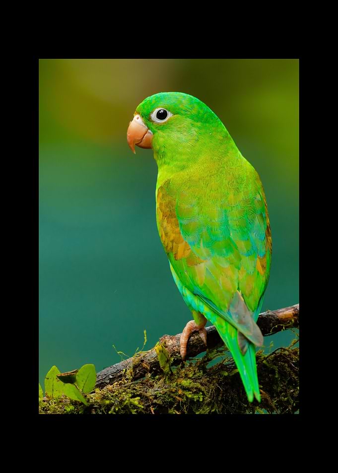 Parrot