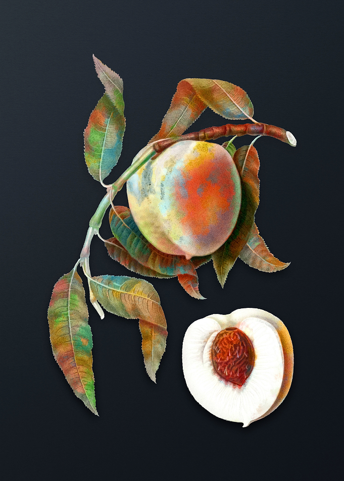 Vintage Peach on Dark Gray
